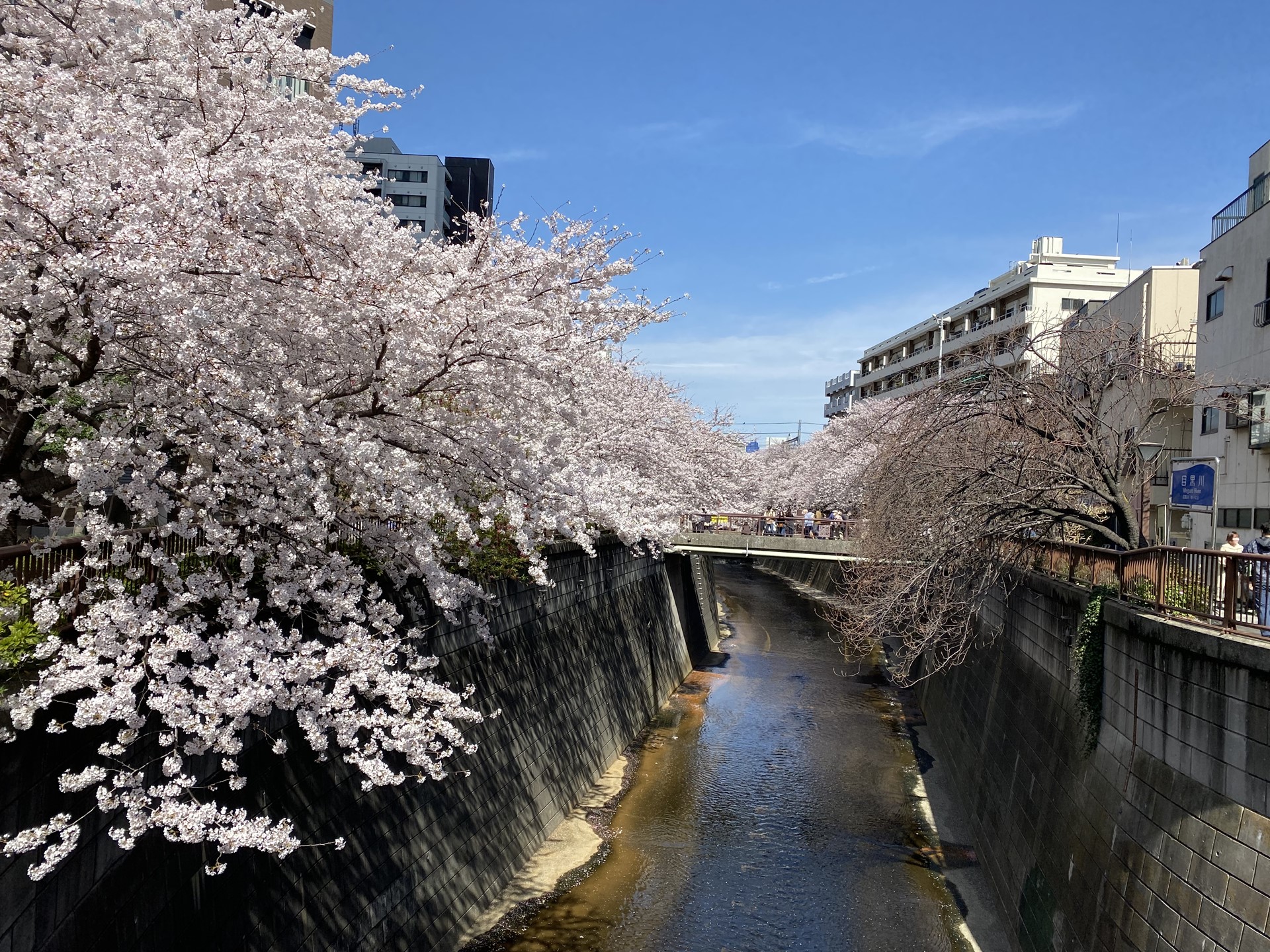 目黒川の桜が満開になりました